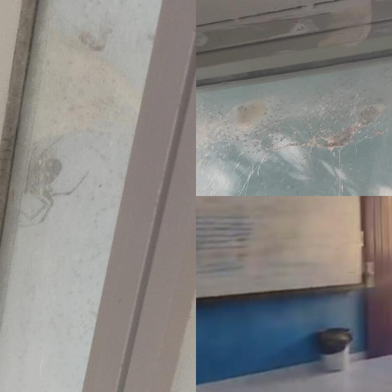 Alunos denunciam presença de aranhas e problemas na Escola Estadual Antônio Luiz Barreiros, em São Vicente