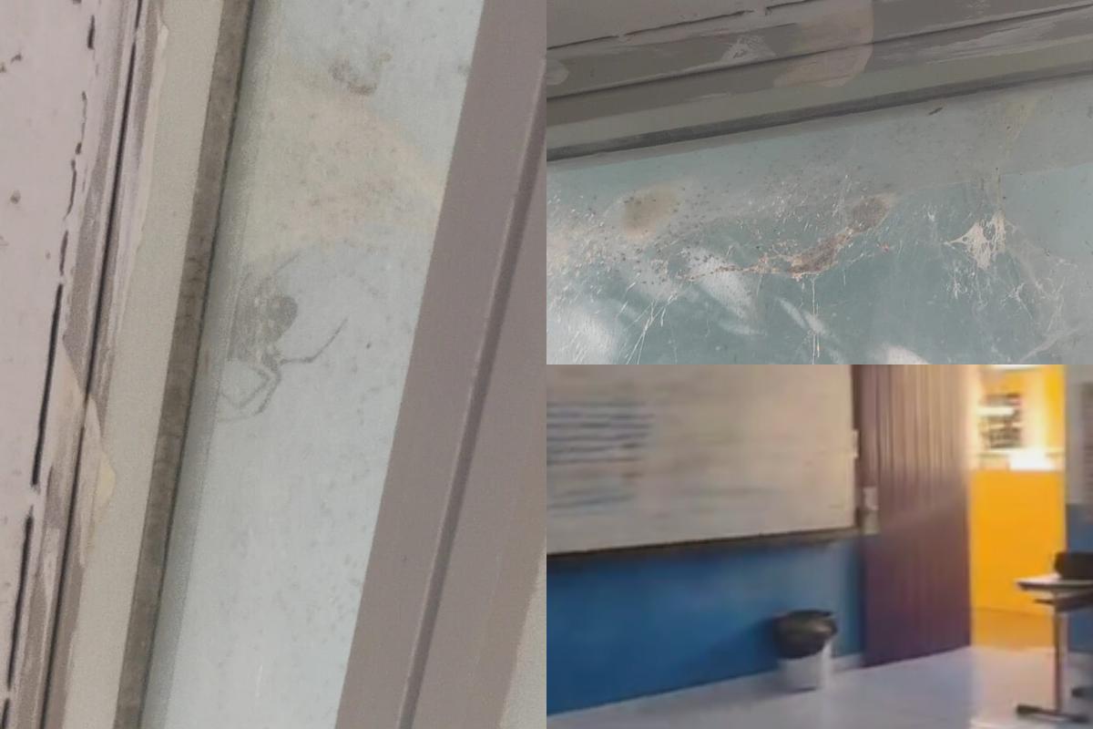 Alunos denunciam presença de aranhas e problemas na Escola Estadual Antônio Luiz Barreiros, em São Vicente