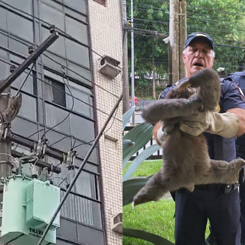 Animal foi removido por agentes da Guarda Civil Municipal (GCM) e, depois, devolvido à mata
