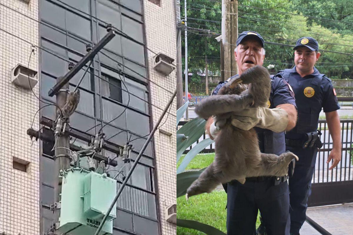 Animal foi removido por agentes da Guarda Civil Municipal (GCM) e, depois, devolvido à mata
