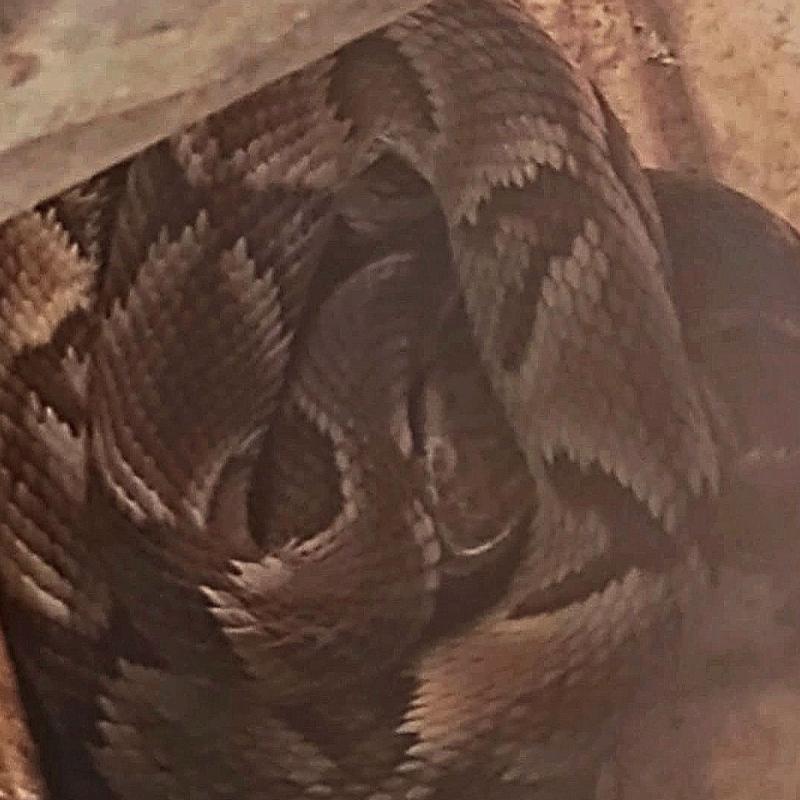 A serpente foi deixada em uma região de mata fechada