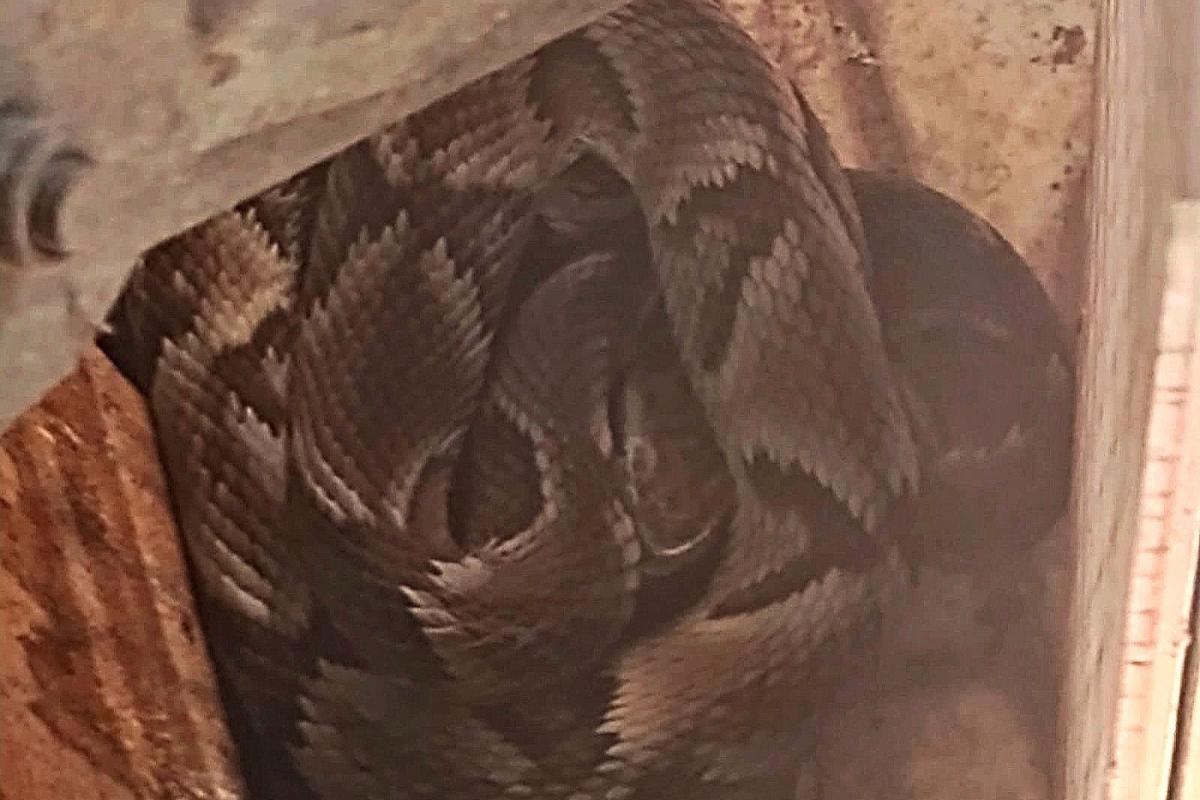 A serpente foi deixada em uma região de mata fechada
