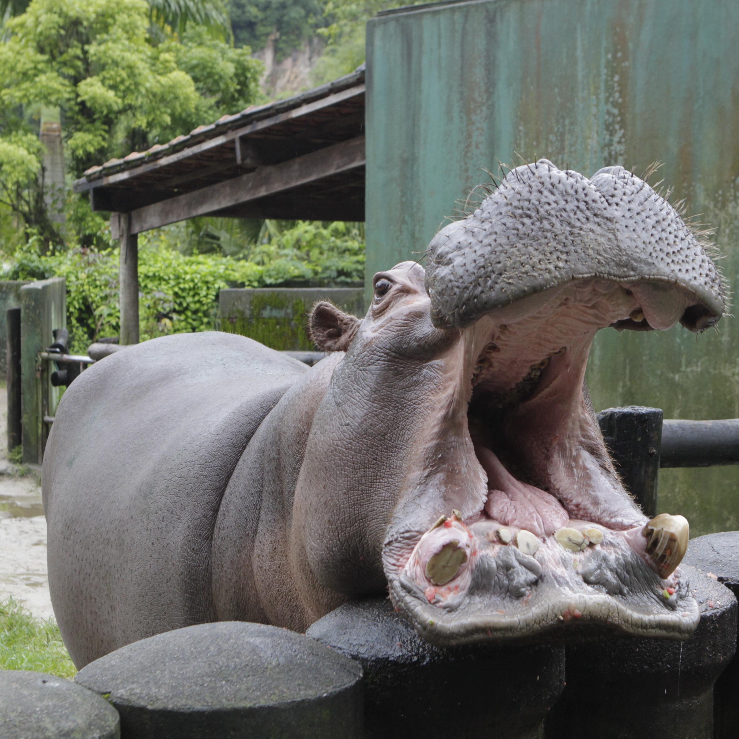 Ramon deve ficar no zoo até o fim da obra no Parque Voturuá; Prefeitura crê em retorno no 2<ULFIO3PT,1,0,0.3,0,0><MD+>o</UL><MD> semestre