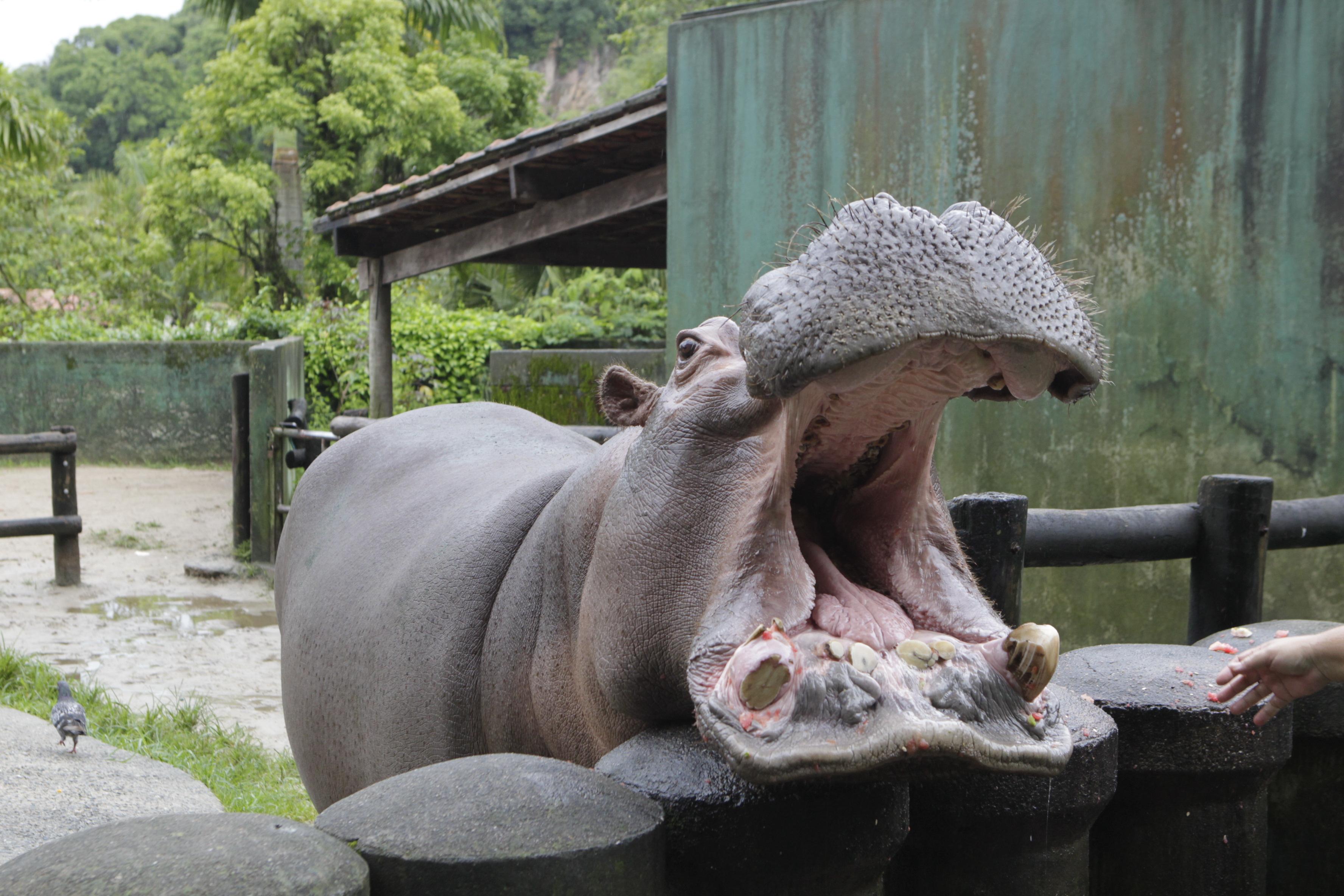 Ramon deve ficar no zoo até o fim da obra no Parque Voturuá; Prefeitura crê em retorno no 2<ULFIO3PT,1,0,0.3,0,0><MD+>o</UL><MD> semestre