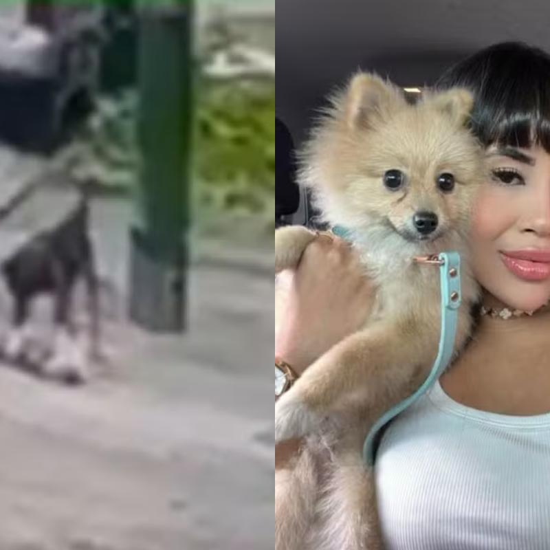 O animal possuía menos de 1 ano de vida